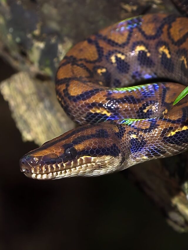 https://presscrawl.com/wp-content/uploads/2024/06/cropped-Brazilian_rainbow_boa_Web_Story_Poster-Press_Crawl.jpg